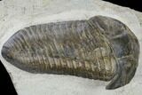 Inflated Parahomalonotus Trilobite - Foum Zguid, Morocco #114808-1